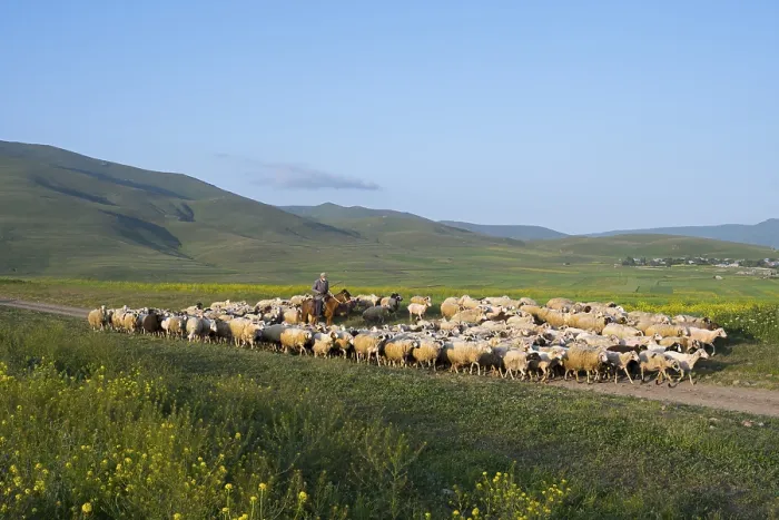 Framed Print : A shepherd leads a flock of sheep across a vast green pasture with rolling hills in the background under a blue sky Framed Print : A shepherd leads a flock of sheep across a vast green pasture with rolling hills in the background under a blue sky