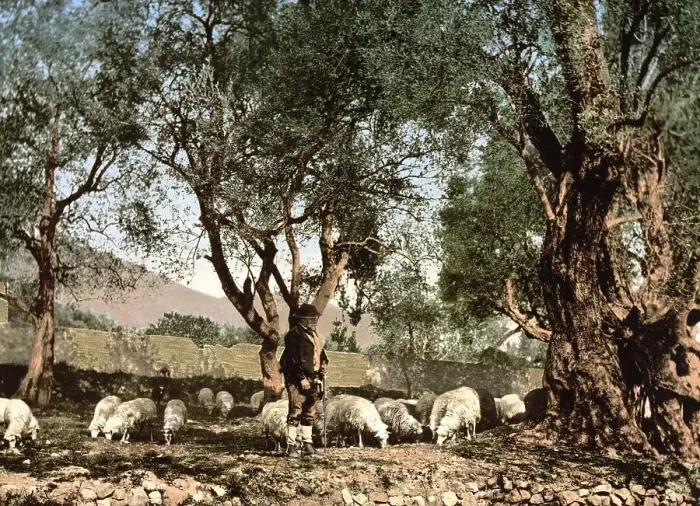 Framed Print : Shepherd tending sheep in an olive grove