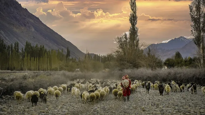 Framed Print : A shepherdess in the Nubra Valley leads a herd of sheep (ovis)