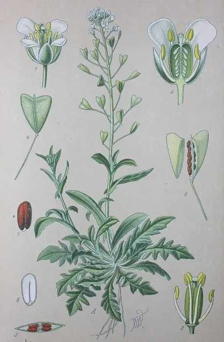 Framed Print : Shepherd's purse (Capsella bursa-pastoris)