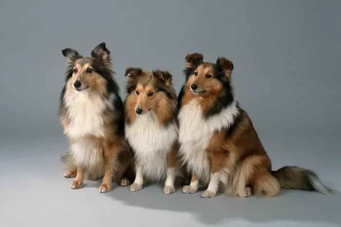 Framed Print : Shetland-Schaferhunde, Sheltie Shetland-Sch?ferhunde