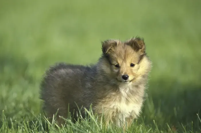 Framed Print : Shetland Sheepdog, Pup standing on Lawn