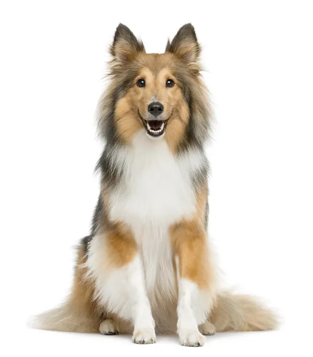 Framed Print : Shetland Sheepdog sitting in front of a white background Framed Print : Shetland Sheepdog sitting in front of a white background