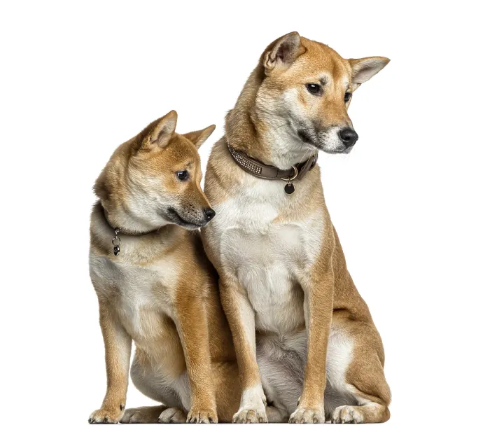 Framed Print : Two Shiba Inu, 1 year and 6 months old looking away Framed Print : Two Shiba Inu, 1 year and 6 months old looking away