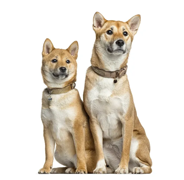 Framed Print : Two Shiba Inu, 1 year and 6 months old sitting