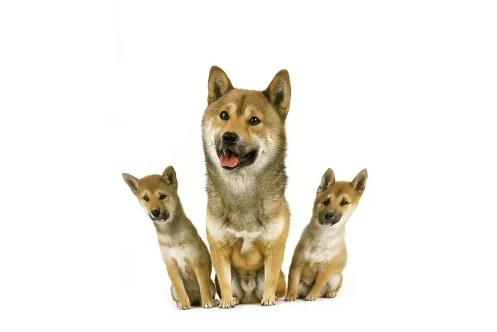 Framed Print : Shiba Inu Dog, Male with Pup sitting against White Background