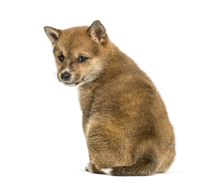Framed Print : Shiba Inu puppy, 8 weeks old sitting against white background