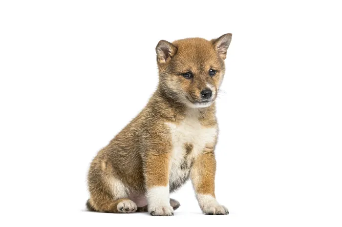 Framed Print : Shiba inu puppy sitting facing looking at camera on white background