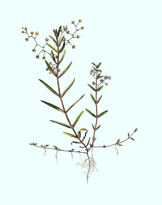 Framed Print : Shield Speedwell, Veronica scutellata