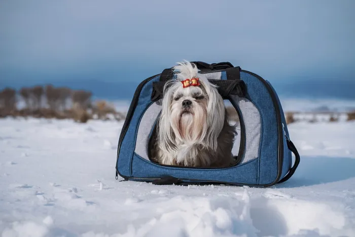 Framed Print : Shih tzu dog with bow sitting in bag on winter mountains background