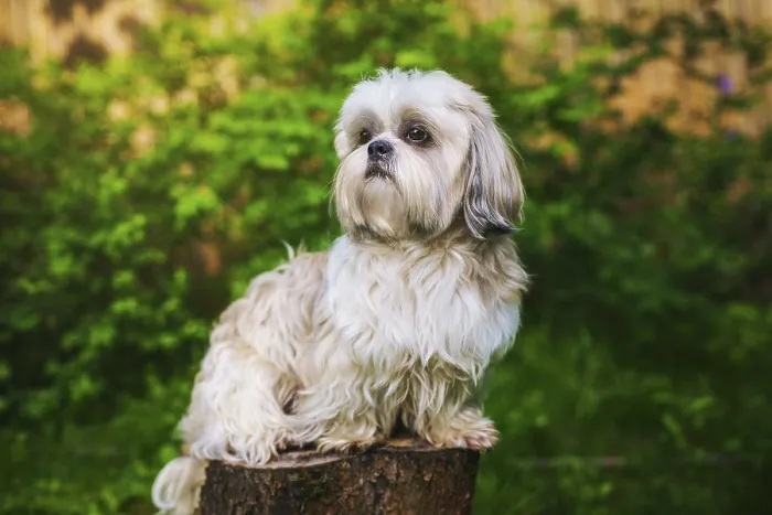 Framed Print : Shih tzu dog in garden sitting on stump and looking aside