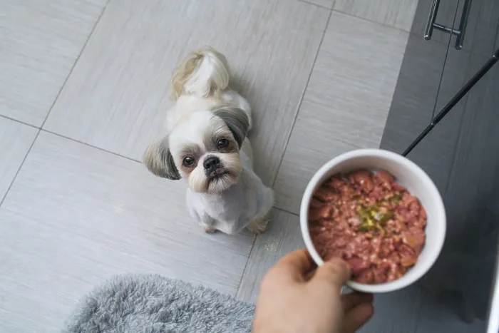 Framed Print : Shih tzu dog getting food from owner at kitchen