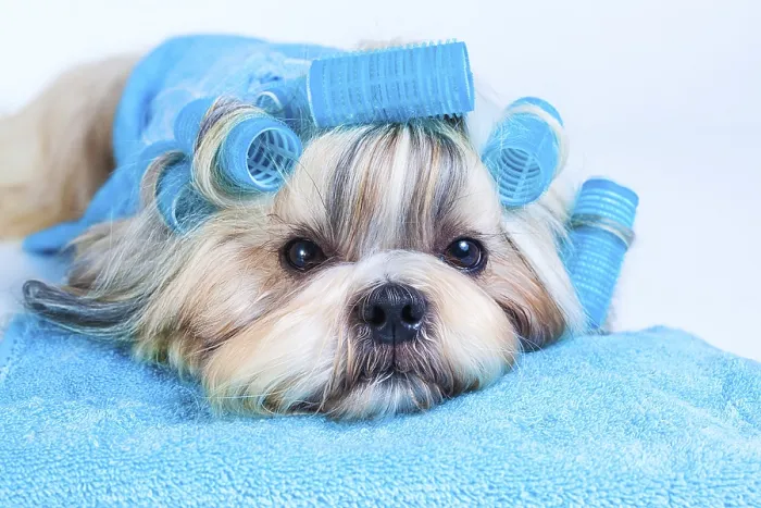 Framed Print : Shih tzu dog hair style with curlers and towels Framed Print : Shih tzu dog hair style with curlers and towels