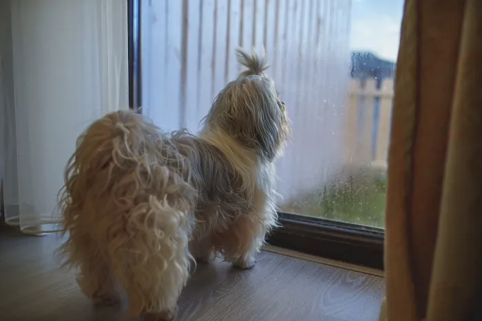 Framed Print : Shih-tzu dog is looking out the window of cottage