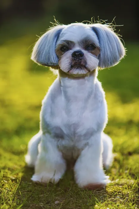Framed Print : Shih tzu dog sitting on grass in garden
