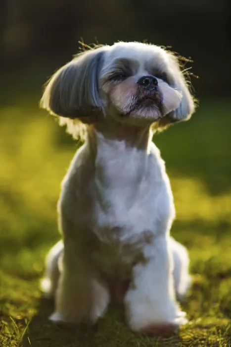 Framed Print : Shih tzu dog sitting on grass in garden