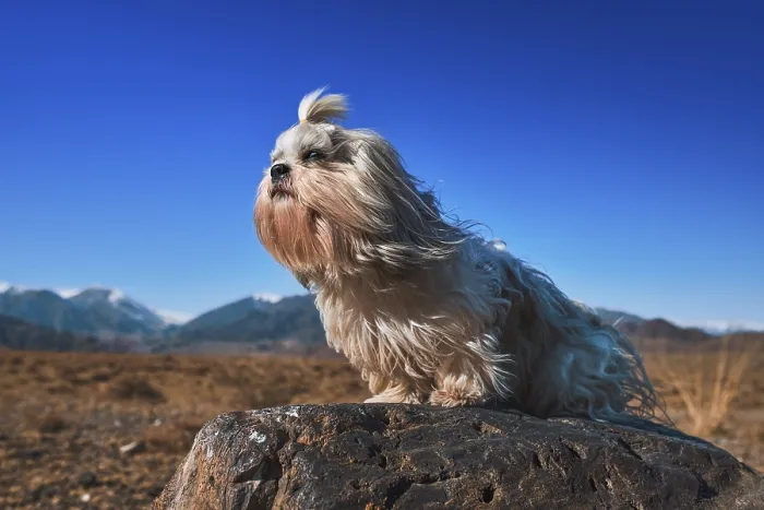 Framed Print : Shih tzu dog with sitting on stone on mountains background