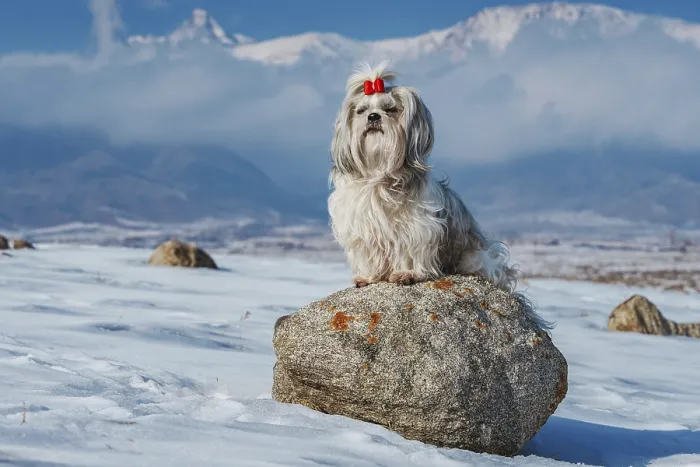 Framed Print : Shih tzu dog sitting on stone on mountains background at winter