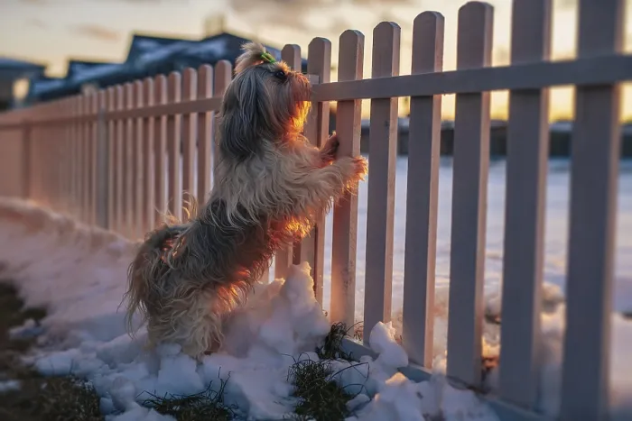 Framed Print : Shih tzu dog standing at the fence and guards the cottage at winter