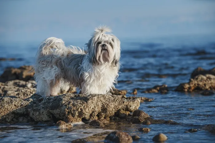 Framed Print : Shih tzu dog standing on stone at the edge of lake