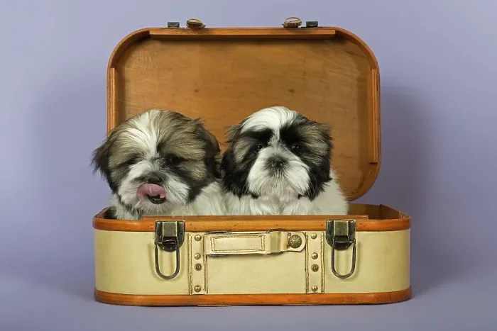 Framed Print : Two Shih Tzu puppies, 10 weeks