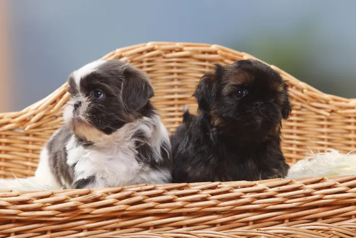 Framed Print : Shih Tzu, puppies, 6 weeks Framed Print : Shih Tzu, puppies, 6 weeks