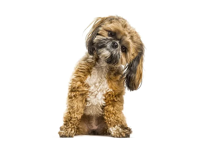 Framed Print : Shih tzu puppy sitting with head tilted Framed Print : Shih tzu puppy sitting with head tilted