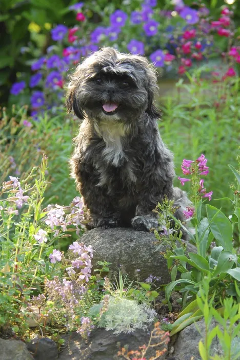 Framed Print : Shih-Tzu, sitting on a stone between flowers Framed Print : Shih-Tzu, sitting on a stone between flowers