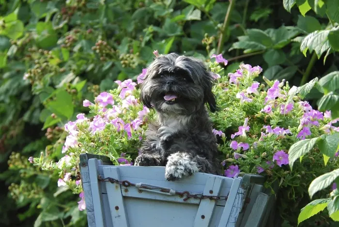 Framed Print : Shih-Tzu, standing in an old cart