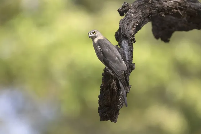 Framed Print : Shikra (Accipiter badius dussumieri) adult Framed Print : Shikra (Accipiter badius dussumieri) adult
