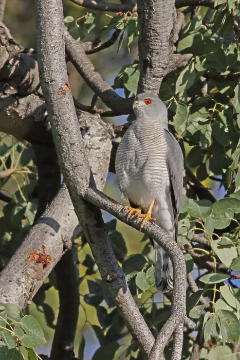 Framed Print : Shikra (Accipiter badius), Savuti Framed Print : Shikra (Accipiter badius), Savuti