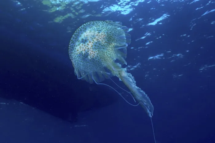 Framed Print : A shimmering jellyfish (Pelagia noctiluca) Framed Print : A shimmering jellyfish (Pelagia noctiluca)