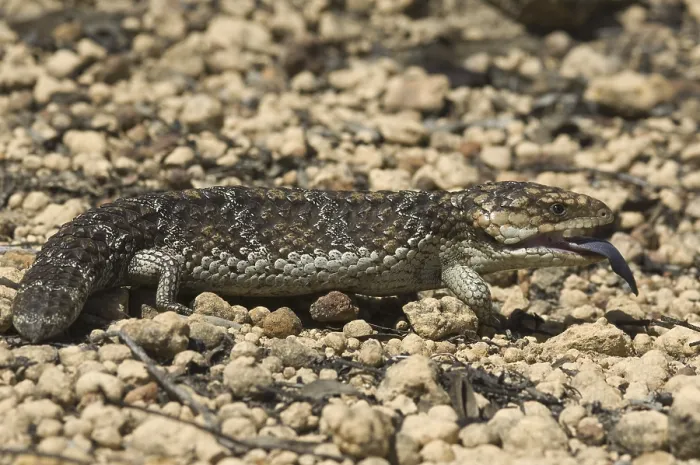 Framed Print : Shingleback Skink (Trachydosaurus rugosus)