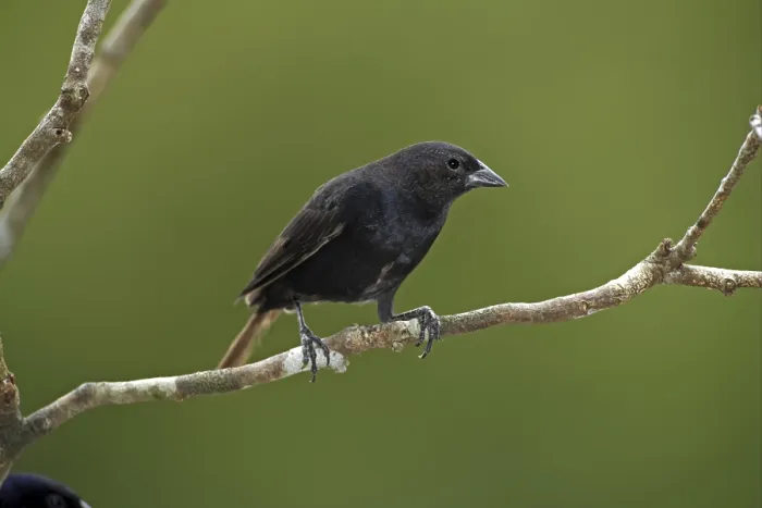 Framed Print : Shiny Cowbird (Molothrus bonariensis)