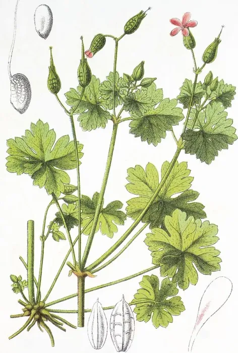 Framed Print : Shiny cranesbill or geranium (Geranium lucidum)