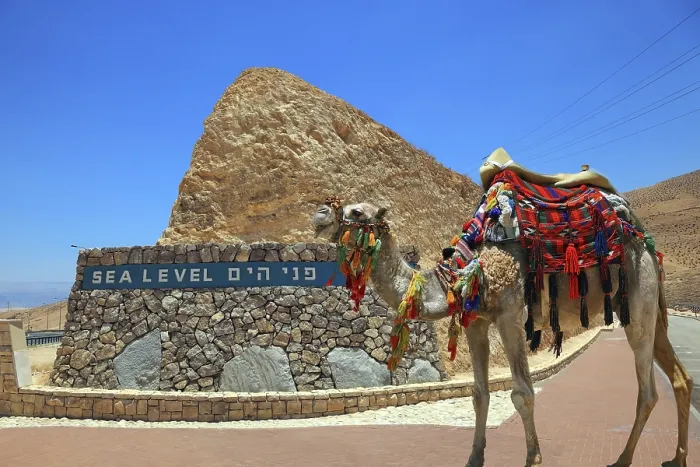 Framed Print : Ship of the desert. Brightly decorated camel on the highway that runs in the Dead Sea Valley