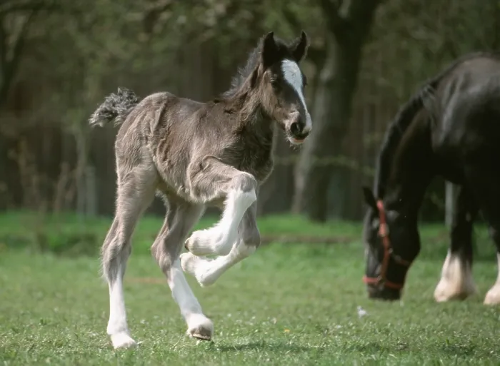 Framed Print : Shire horse, Foal