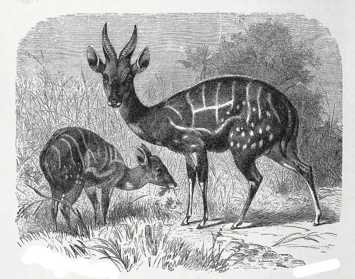 Framed Print : Shirring Antelope, Bushbuck (Tragelaphus scriptus) Framed Print : Shirring Antelope, Bushbuck (Tragelaphus scriptus)