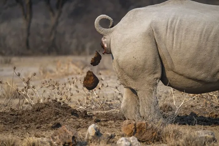 Framed Print : Shitting Rhino, Animal Dung, Funny