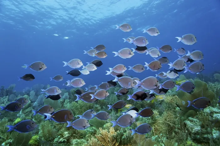 Framed Print : Shoal of atlantic blue tang (Acanthurus coeruleus) swimming over coral reef