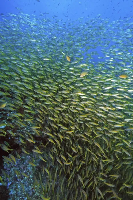 Framed Print : Shoal of Bigeye snapper (Lutjanus lutjanus) Framed Print : Shoal of Bigeye snapper (Lutjanus lutjanus)