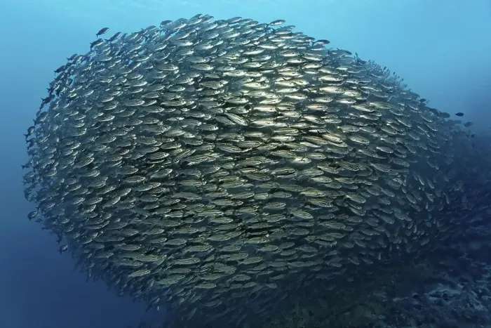 Framed Print : Shoal of black-striped salemas (Xenocys jessiae)