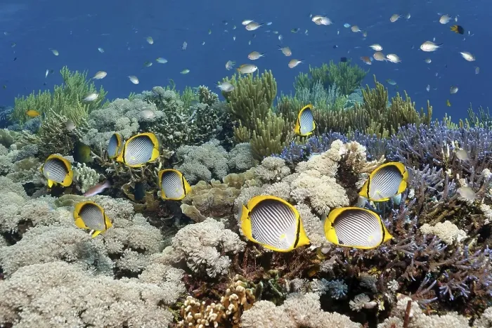 Framed Print : Shoal of blackback butterflyfish (Chaetodon melannotus) swimming over coral reef