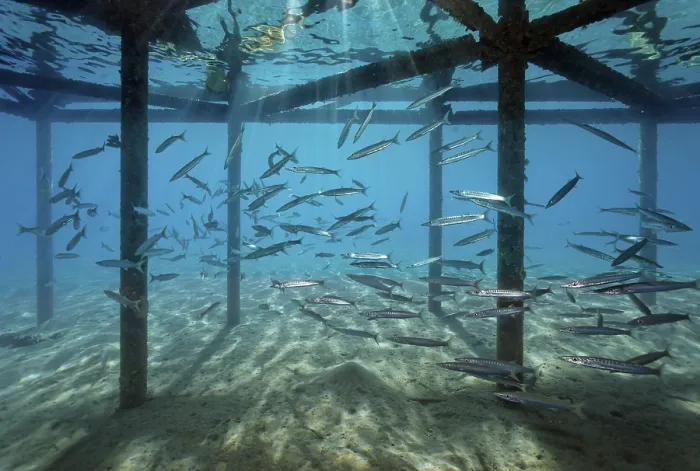 Framed Print : Shoal of Blackfin Barracudas (Sphyraena qenie) under jetty
