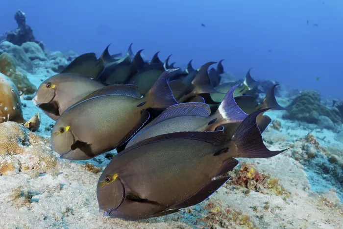 Framed Print : Shoal of Bloch's surgeonfish (Acanthurus blochii) grazing sandy bottom for food Framed Print : Shoal of Bloch's surgeonfish (Acanthurus blochii) grazing sandy bottom for food