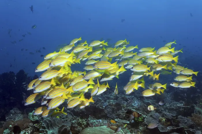 Framed Print : Shoal of bluestripe snapper (Lutjanus kasmira) swimming over coral reef