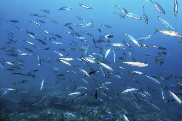 Framed Print : Shoal of Decapterus mackerel (Decapterus tabl) swimming in the open sea over coral reef