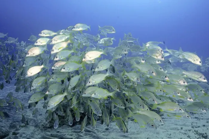 Framed Print : Shoal, group of bastard grunt (Pomadasys incisus)