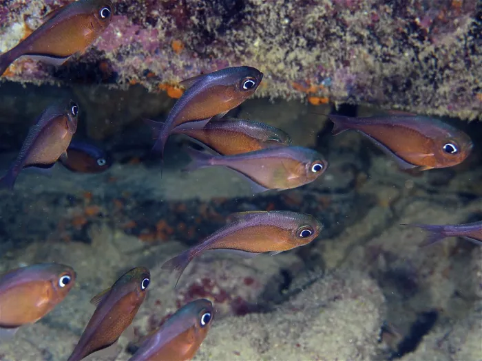 Framed Print : Shoal, group of hatchetfish (Pempheris schomburgkii)