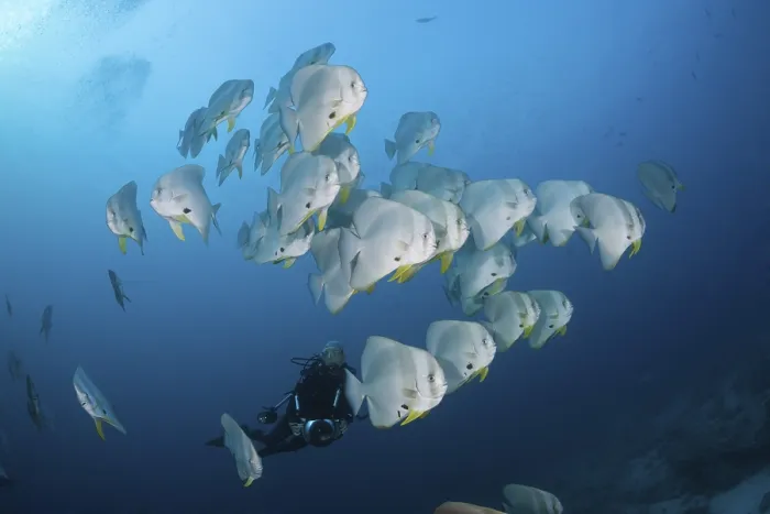 Framed Print : Shoal of Longfin Batfish, Platax teira